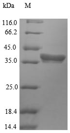 Mouse HDT2 protein