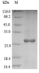 Mouse BAS1 protein