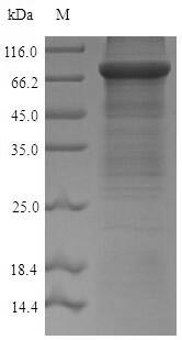 Mouse Acss2 protein