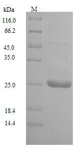 Human UL128 protein