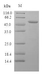 Mouse Cfp protein