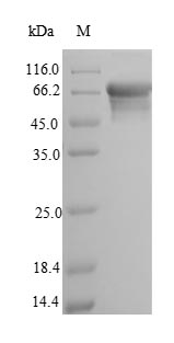 Rat Alpl protein