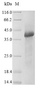 Human WNT5A protein
