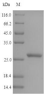 Pig GPX5 protein