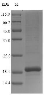Human CST9 protein
