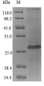 Viral UL83 protein
