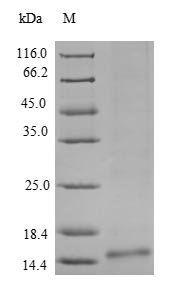 Plant Cyanovirin-N homolog protein