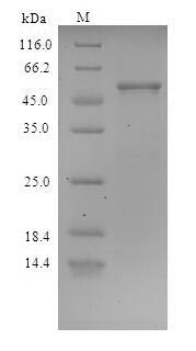 Bacterial clfA protein