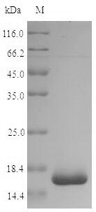 Bacterial groL protein