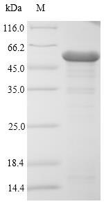 E. coli ompC protein