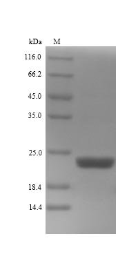 Fungi CDH-1 protein