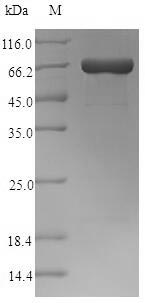 Viral pfo protein