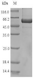 Mouse AUR1 protein
