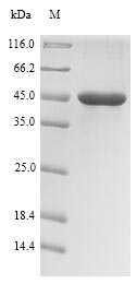Bacterial rhlR protein