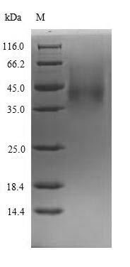 Rat Cfd protein