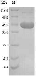 Bacterial p46 protein