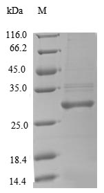 Rat Cfd protein