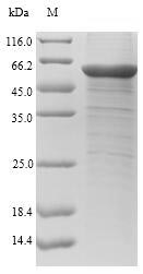 Human CHI3L1 protein