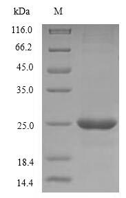 Human CD40LG protein