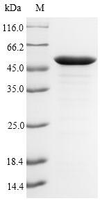Bacterial lpxC protein