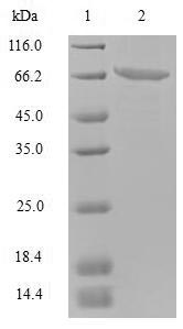 ORF2 protein