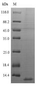 Human CXCL10 protein