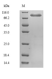 Mouse Masp2 protein