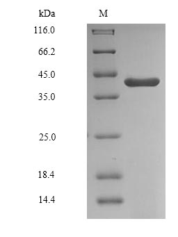 Human GAPDHS protein