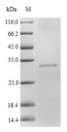 Rat Cfd protein