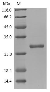 Mouse Cela3b protein