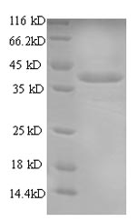 Fish CHRNA1 protein