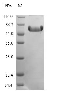 Mouse CTGF protein