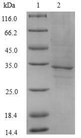 Human FLT3LG protein