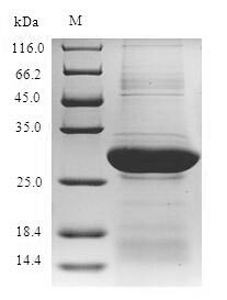 Mouse GPC4 protein