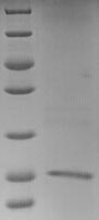 Mouse GPC4 protein