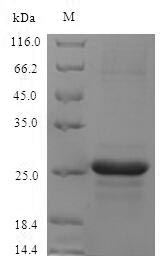 Mouse S100A8 protein