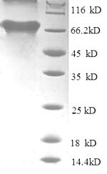 Human TARDBP protein