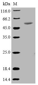 Bacterial P46 protein