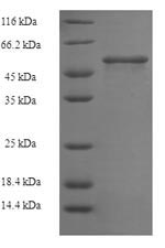 Bacterial TETX protein