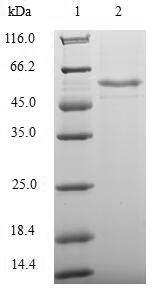 Human TEAD4 protein