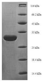 Yeast ATG8 protein