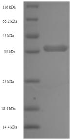 Monkey LTB protein
