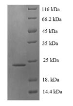 Monkey LTB protein
