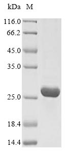 Human IGF1R protein