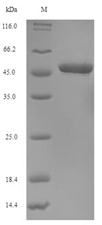 Human OGG1 protein