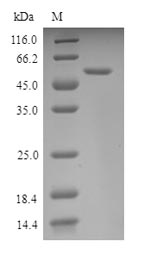 Mouse NRF1 protein