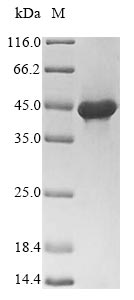 Viral GPC protein