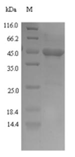 Cobra venom factor protein