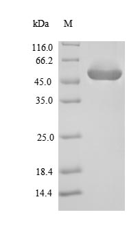 Bacterial GELE protein