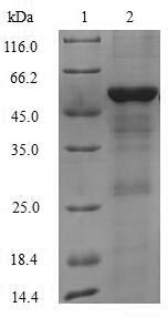 Human IFIH1 protein